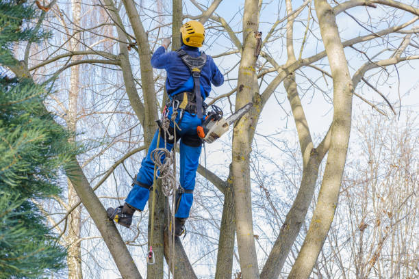 How Our Tree Care Process Works  in  Albers, IL