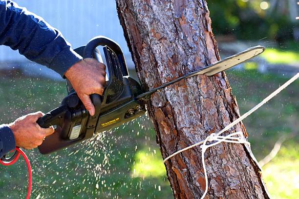 Leaf Removal in Albers, IL