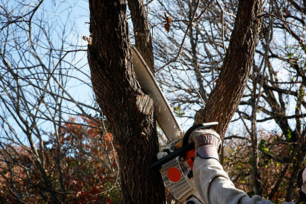 Best Emergency Tree Removal  in Albers, IL