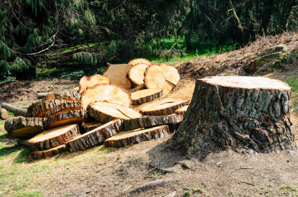 Best Tree Preservation Services  in Albers, IL
